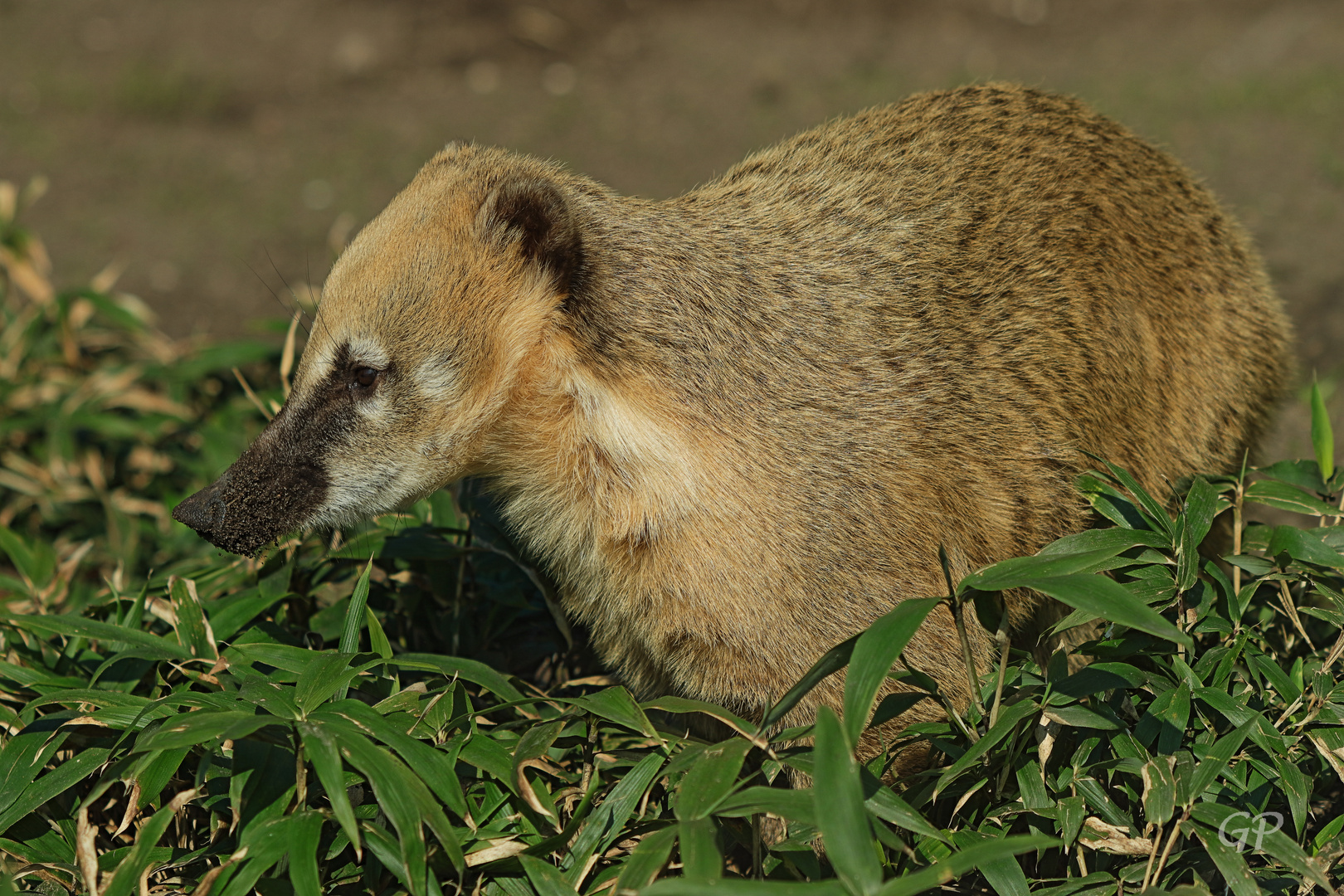 Nasenbär III