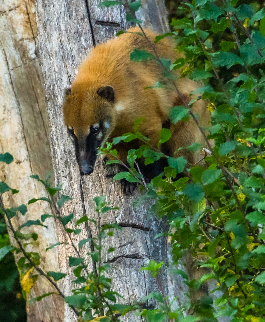 Nasenbär im anschleichen