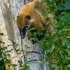 Nasenbär im anschleichen