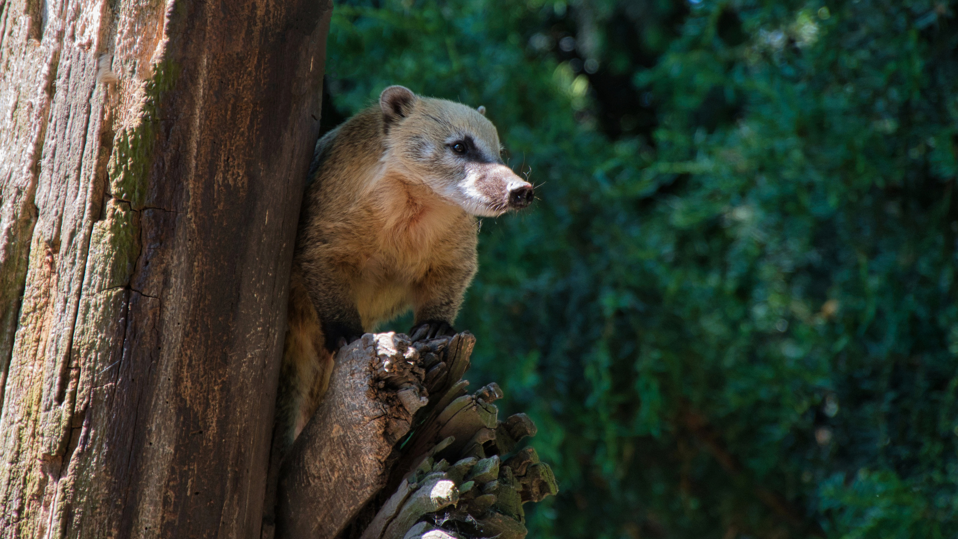 Nasenbär im Duisburger Zoo