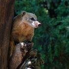 Nasenbär im Duisburger Zoo