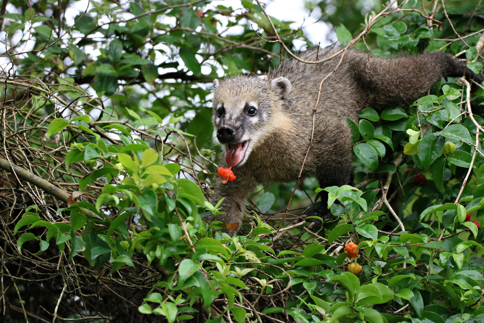 Nasenbär im Iguazu Nationalpark