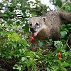 Nasenbär im Iguazu Nationalpark