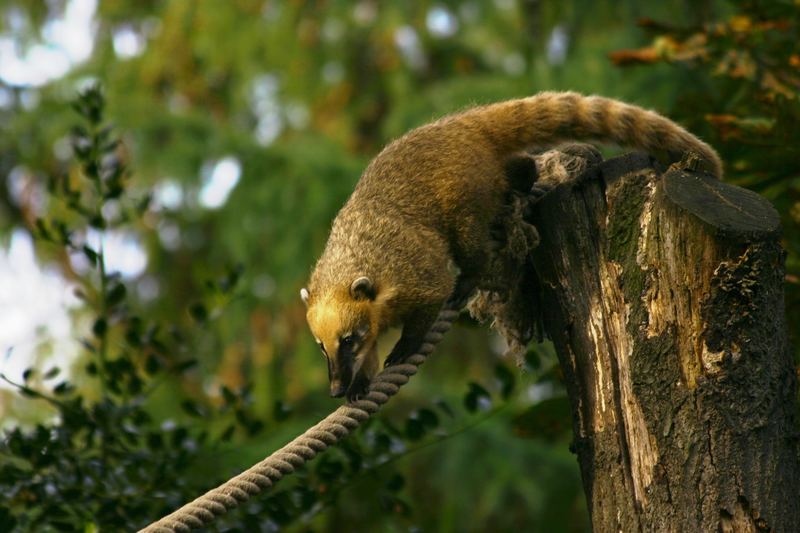 Nasenbär im Zoo Duisburg