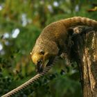 Nasenbär im Zoo Duisburg