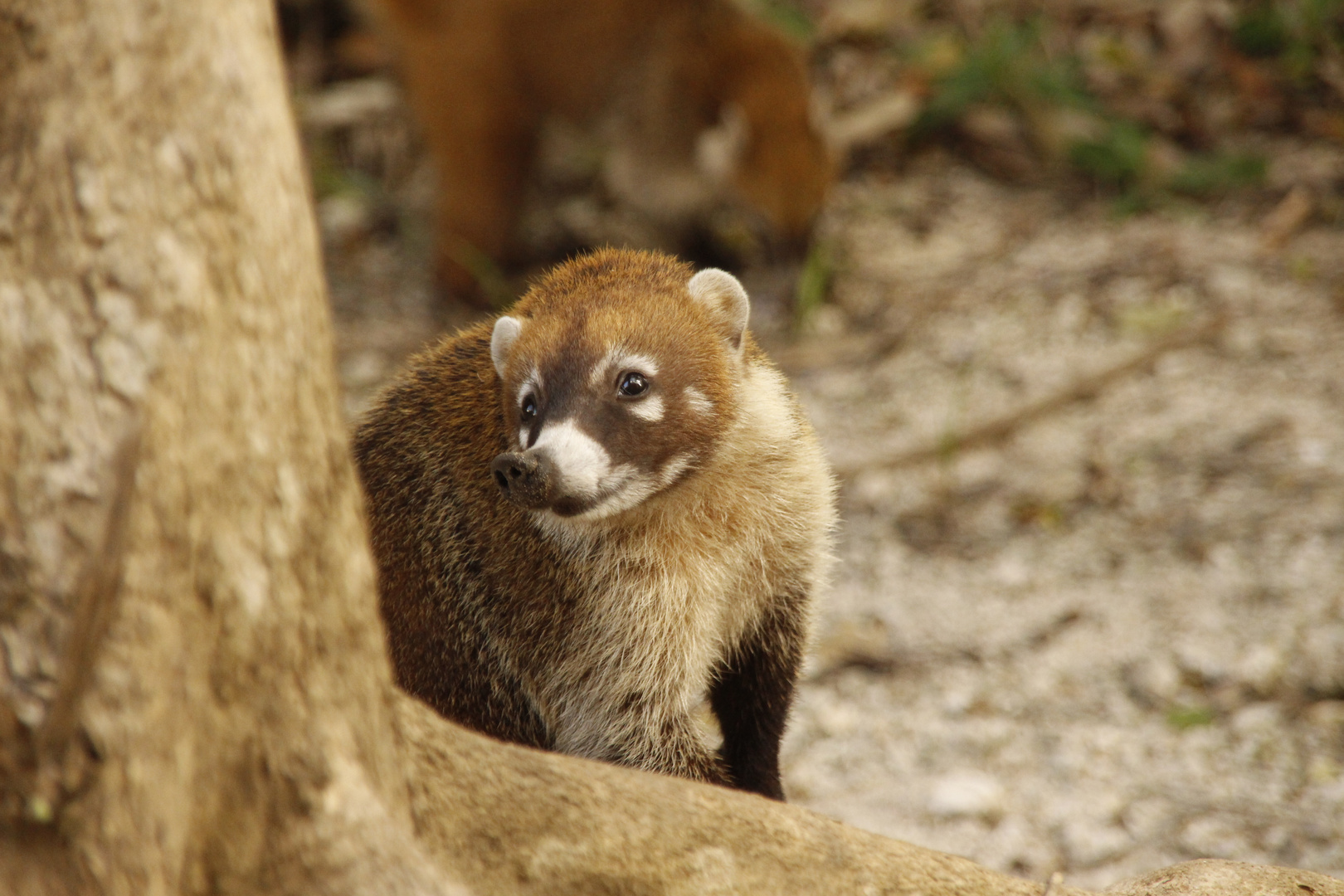 Nasenbär in Mexiko