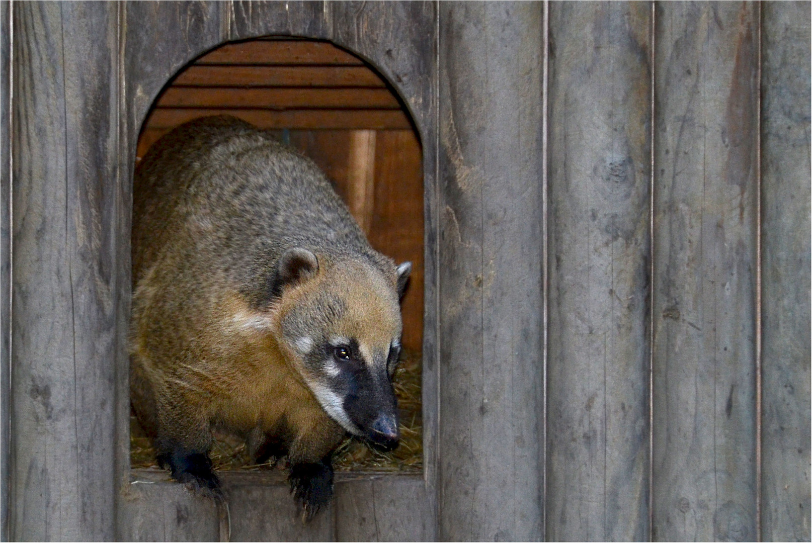 NASENBÄR LUXUSHAUS MIT INNENBELEUCHTUNG(BLITZ)