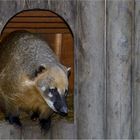 NASENBÄR LUXUSHAUS MIT INNENBELEUCHTUNG(BLITZ)