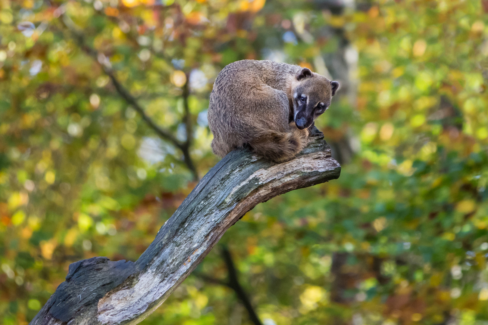 Nasenbär mit Herbstkulisse