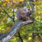 Nasenbär mit Herbstkulisse