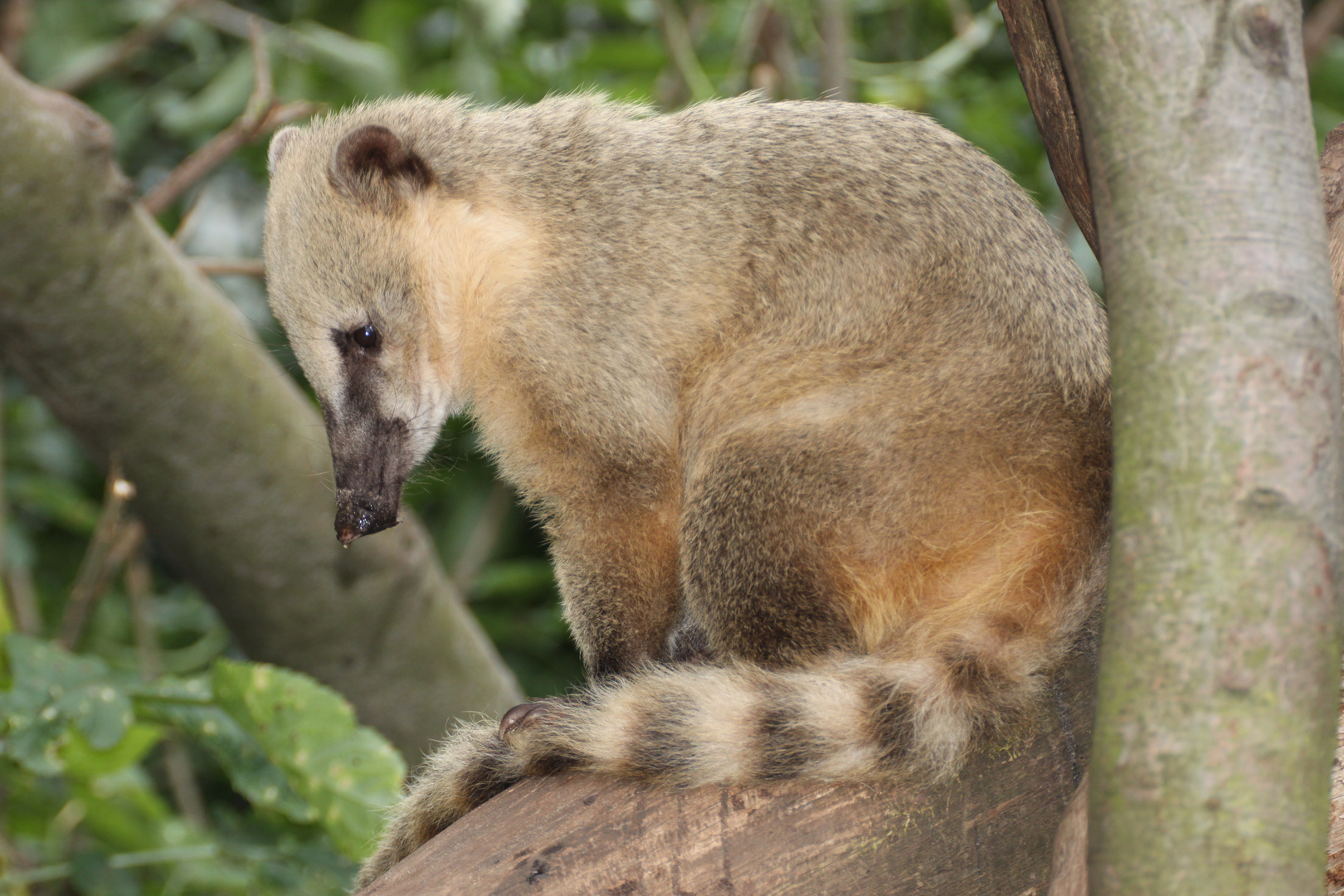 Nasenbär mit Schnupfen