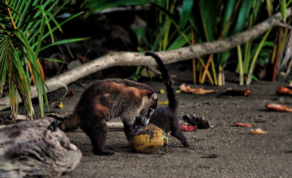 Nasenbär Mutter mit Baby