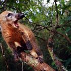 Nasenbaer, Parke National Iguazu