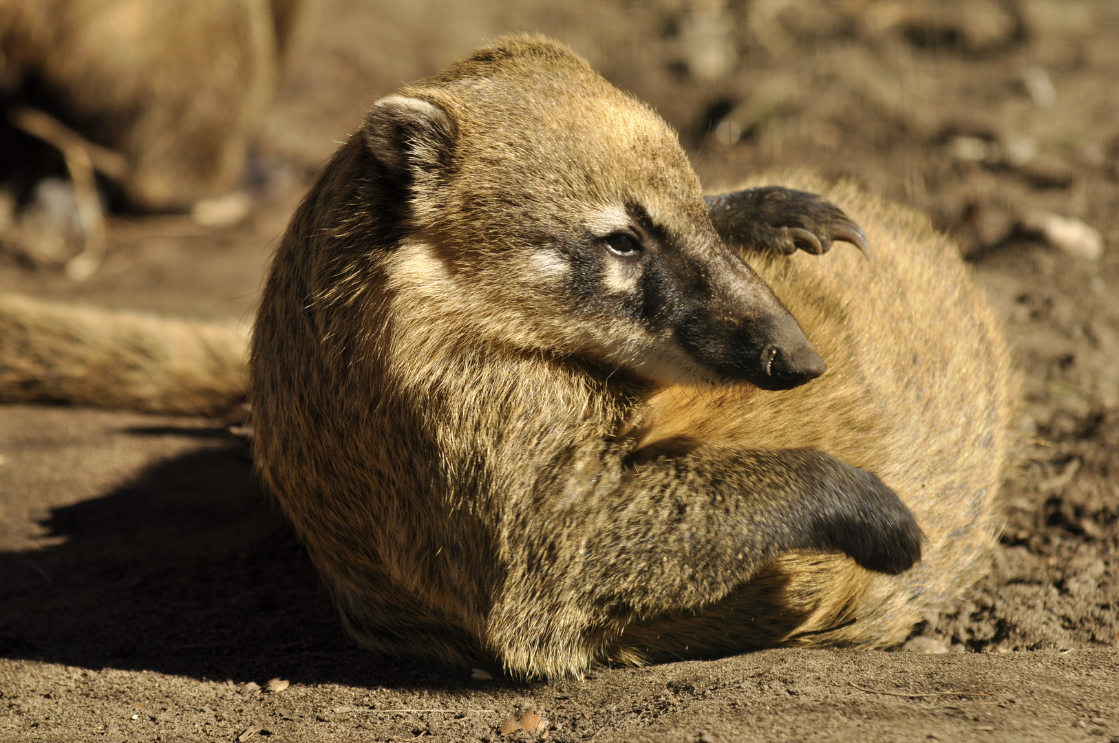 Nasenbär-Yoga