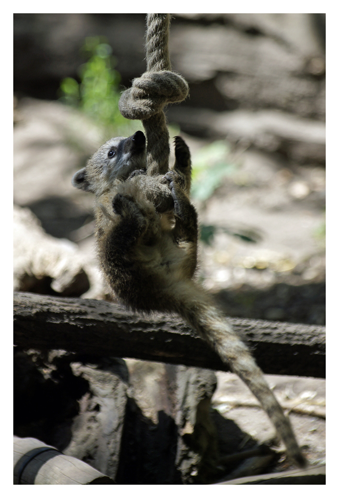 Nasenbär, Zoo Duisburg