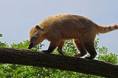 Nasenbär Zoo Neuwied