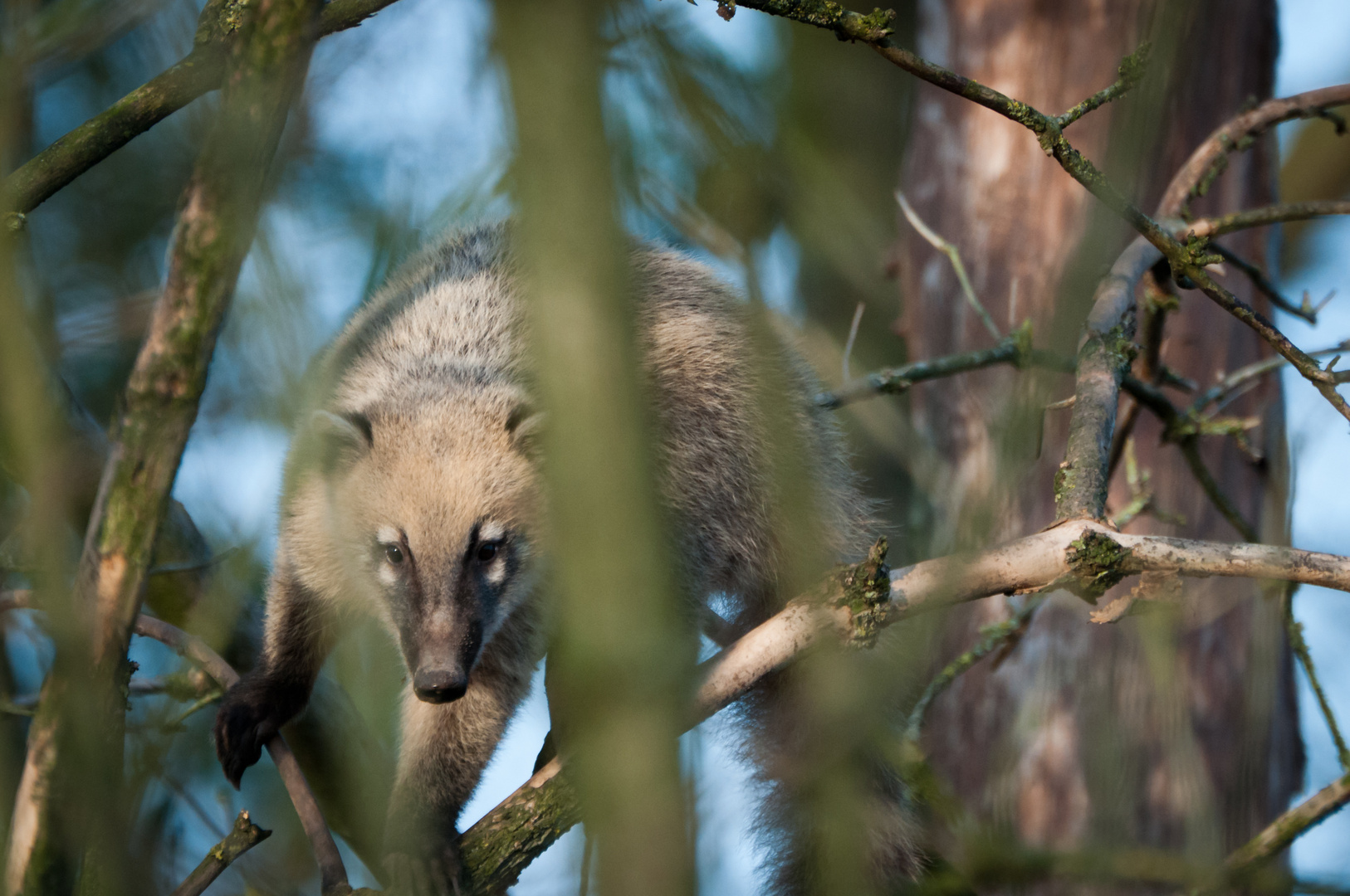 Nasenbär - Zoo Rheine