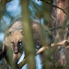 Nasenbär - Zoo Rheine