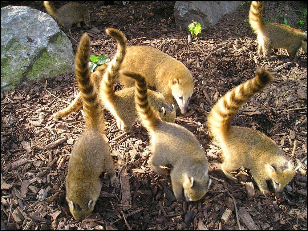 Nasenbärenbabies ...