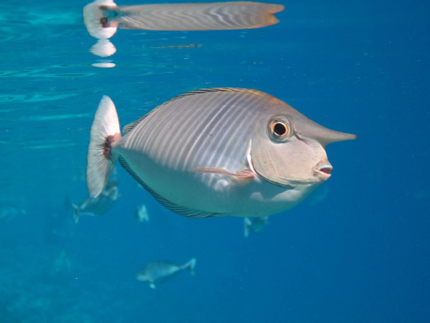 Nasenfisch Foto & Bild tiere, wildlife, fische Bilder auf