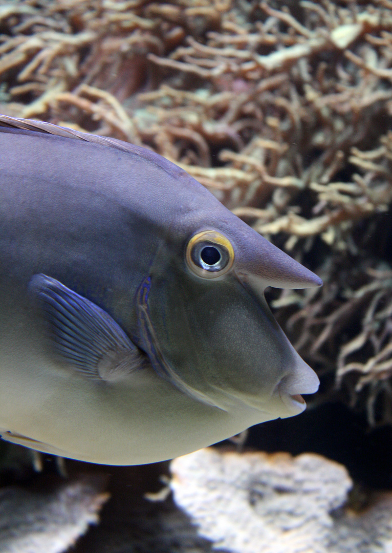 Nasenfisch Foto & Bild tiere, zoo, wildpark & falknerei, zoo fische