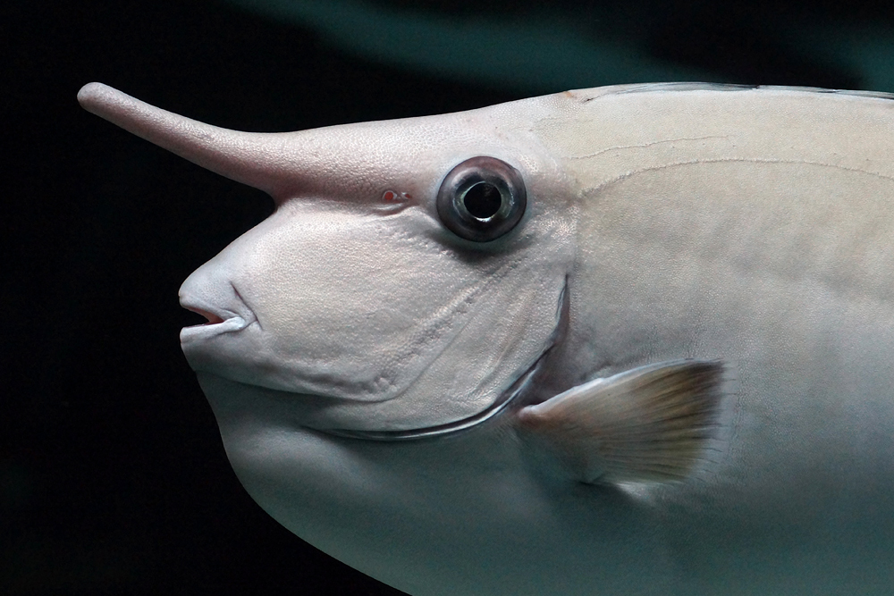 Nasenfisch Foto & Bild tiere, zoo, wildpark & falknerei, zoo fische