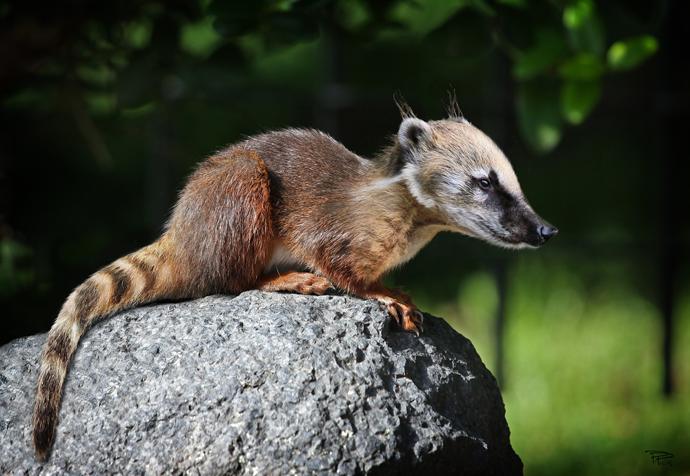 Nasenhörnchen