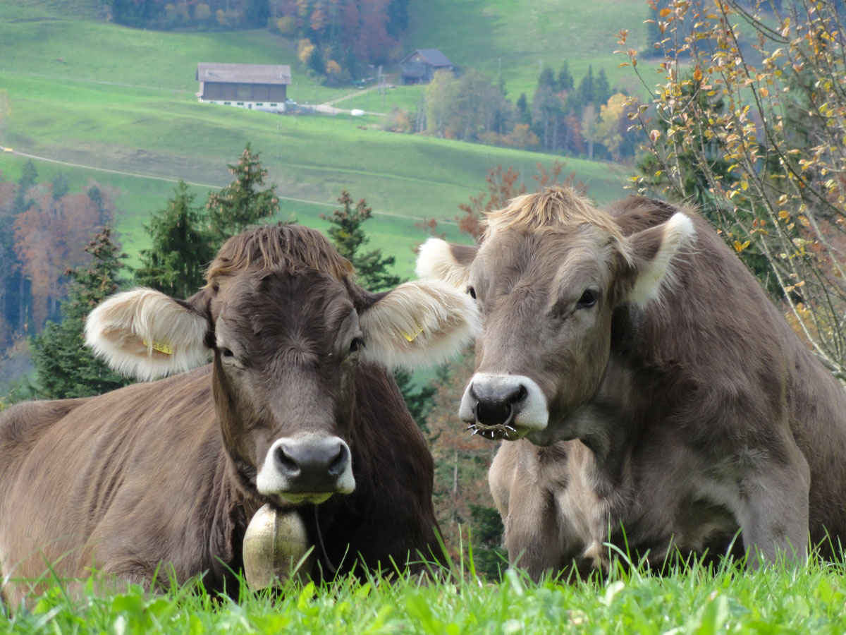 Nasenpiercing und Stirnfransen