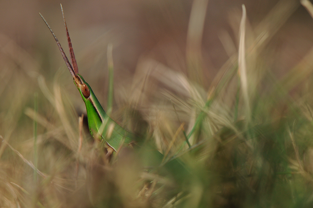 Nasenschrecke (Acrida ungarica)