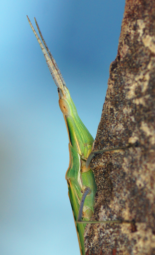 Nasenschrecke (Acrida ungarica)