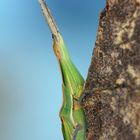 Nasenschrecke (Acrida ungarica)