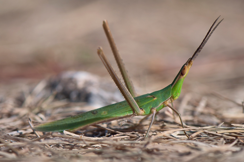 Nasenschrecke (Acrida ungarica)