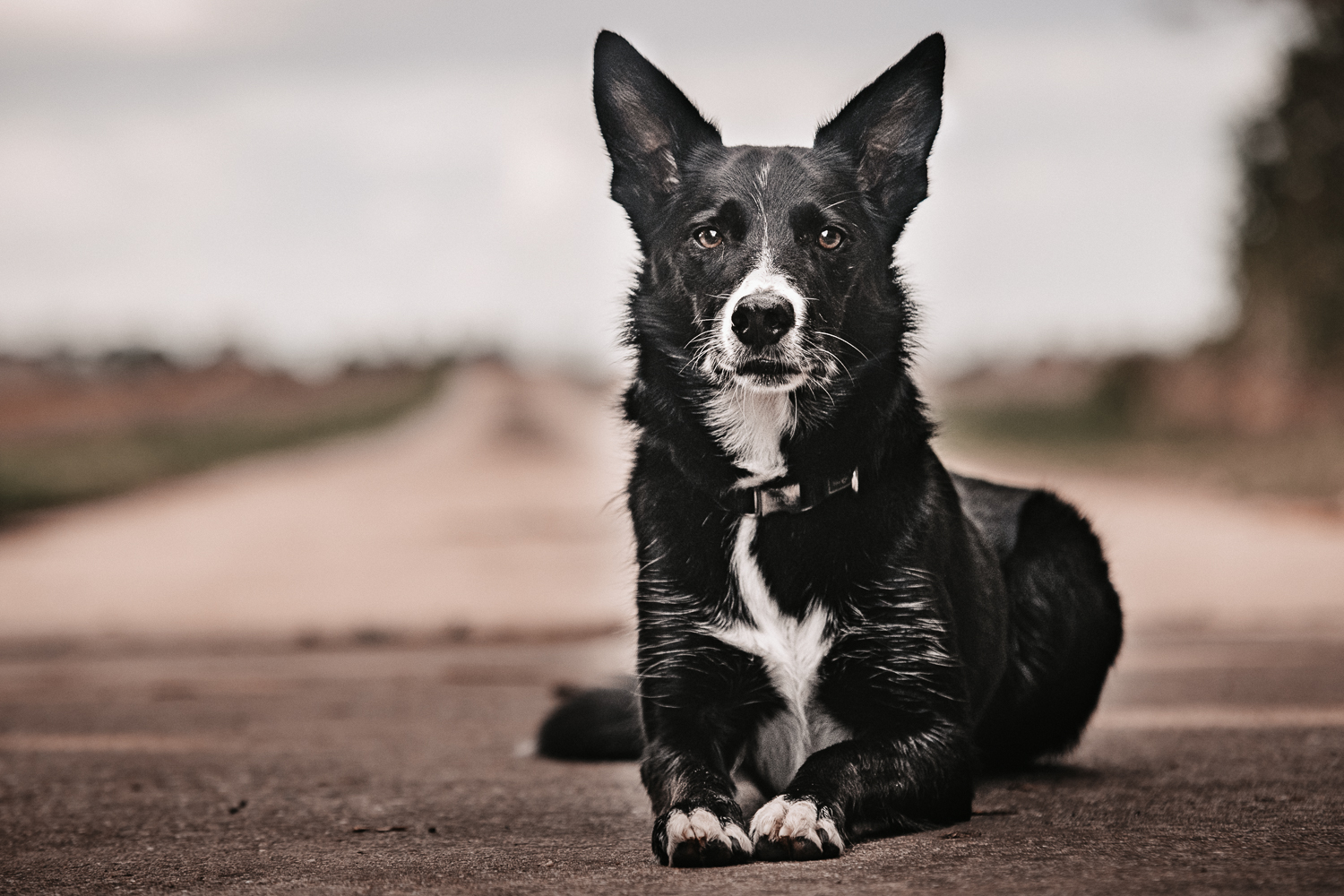 Nash - Border Collie