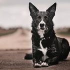 Nash - Border Collie