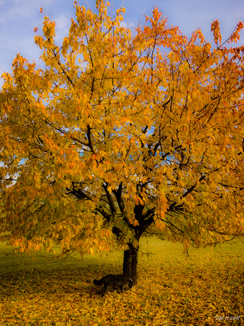 Nash und der Baum