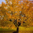 Nash und der Baum