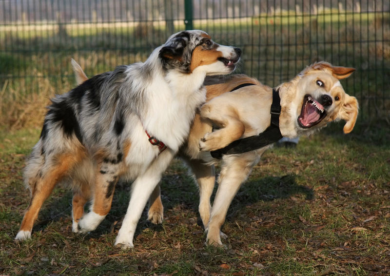 Nash und Nanuk 1