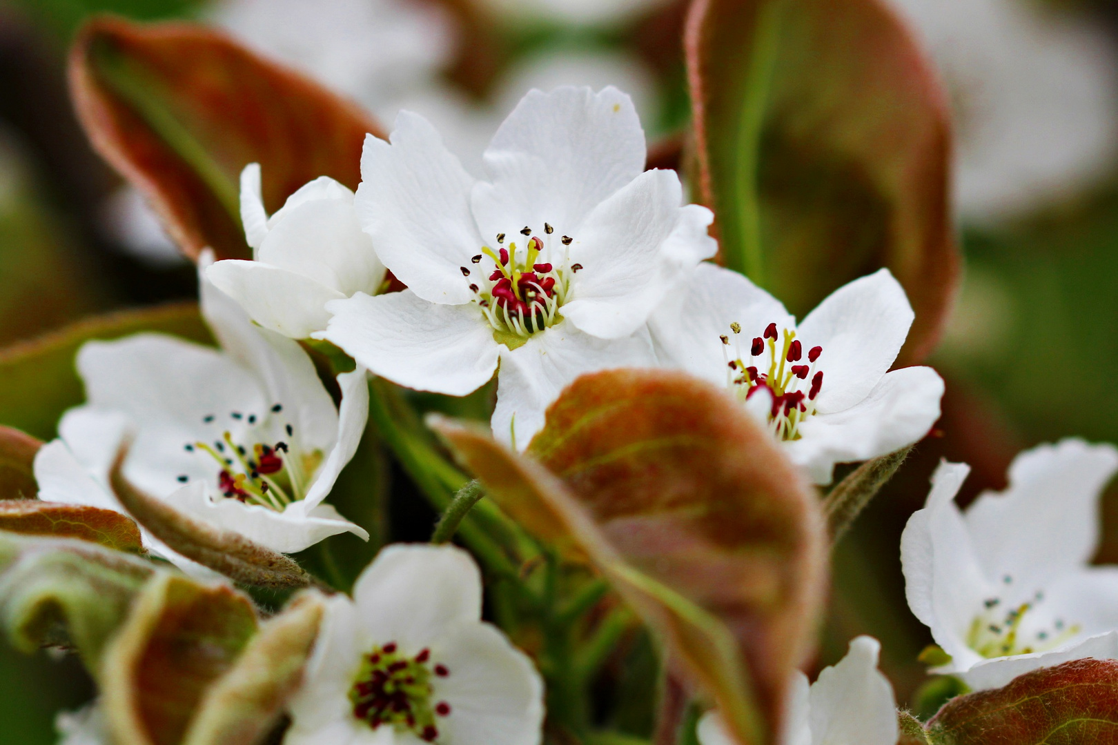 Nashiblüte