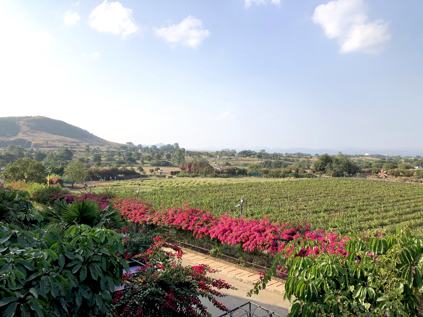 Nashik - Weingut