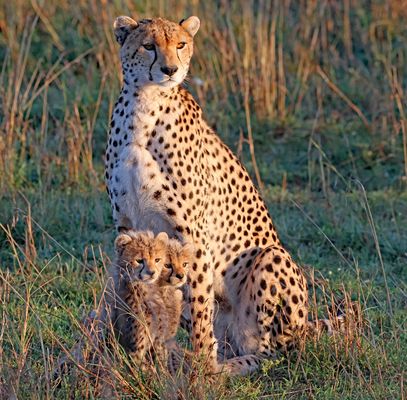 Nashipai with two cups