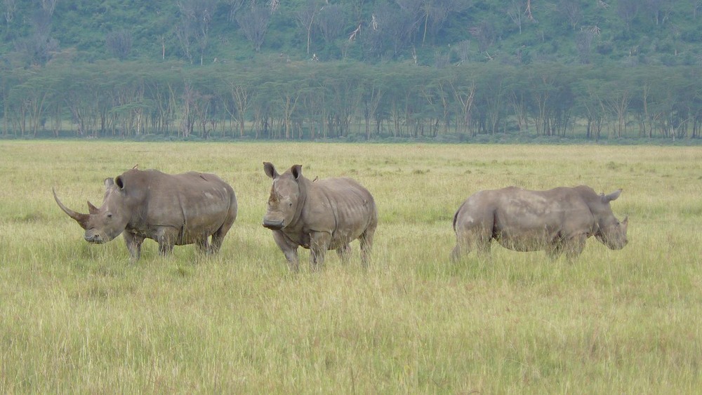 Nashörner am Lake Nakuru