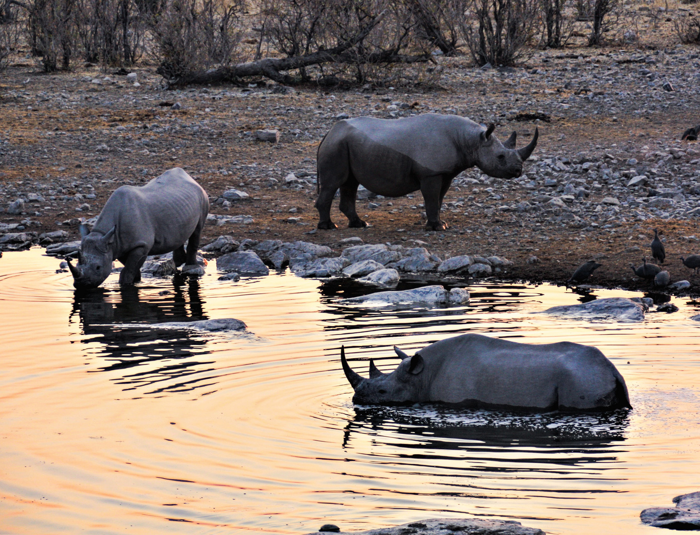 Nashörner beim Baden-Etosha Nationalpark