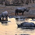 Nashörner beim Baden-Etosha Nationalpark