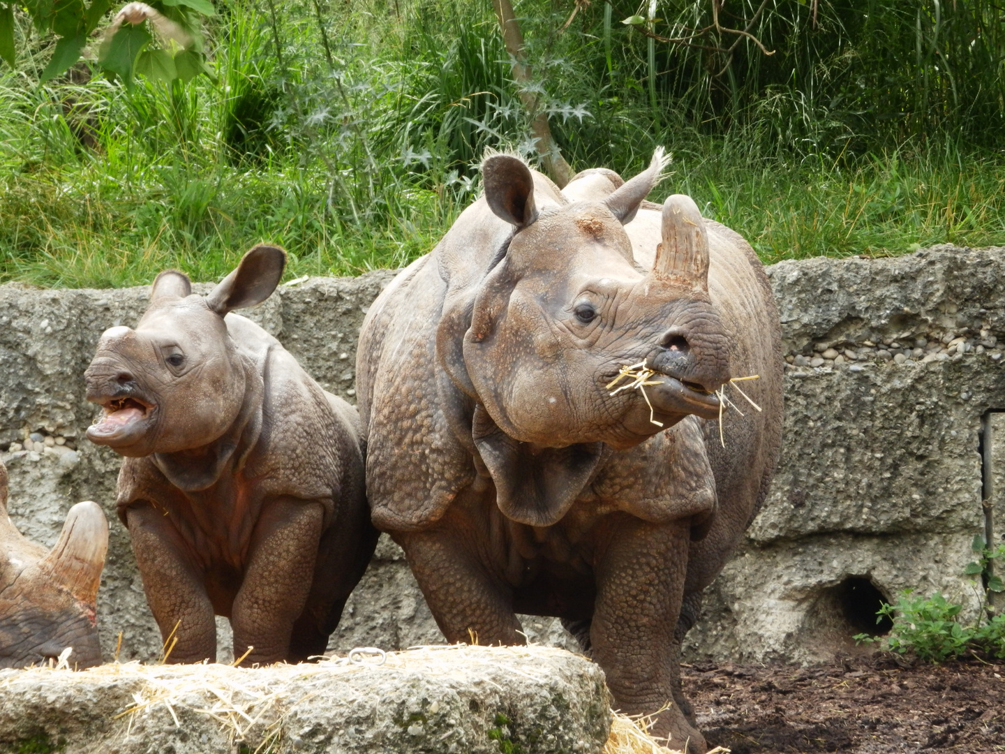 Nashörner im Basler Zoo