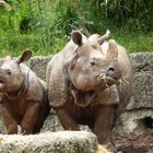 Nashörner im Basler Zoo