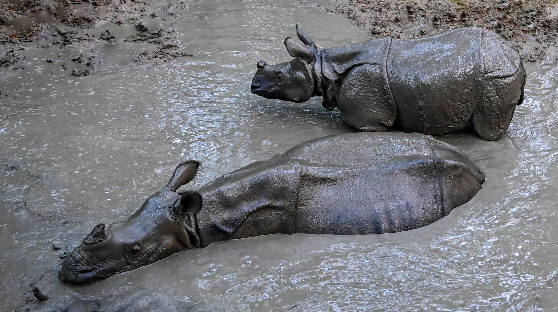 Nashörner in Chitwan