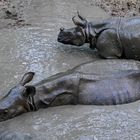 Nashörner in Chitwan