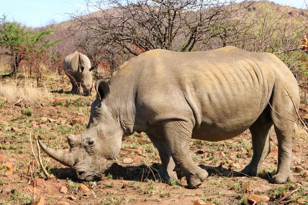 Nashörner in Südafrika