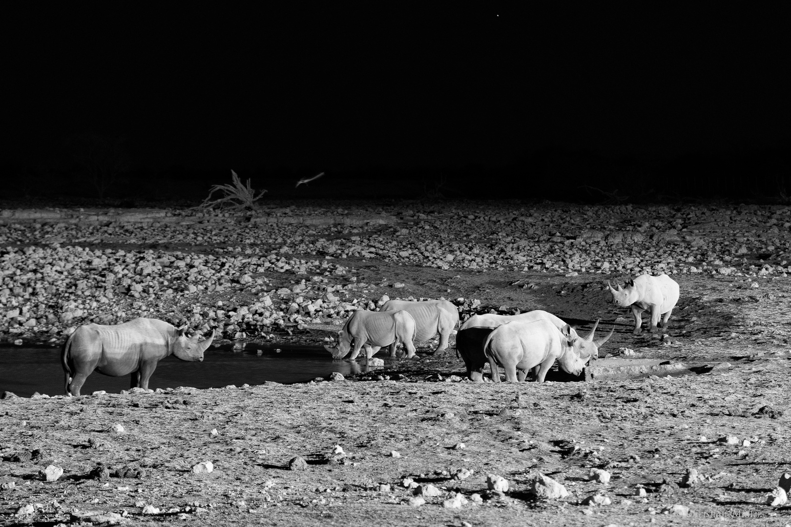 Nashörner nachts am Wasserloch, Etosha, Okaukuejo