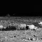 Nashörner nachts am Wasserloch, Etosha, Okaukuejo